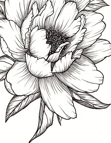 Peony Flower Art Print Of Pen Illustration Flower Drawing Floral