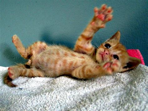 Pet adoption events near you | adopt a dog, cat, or … www.petcofoundation.org. Kittens For Adoption Near Me - The Y Guide