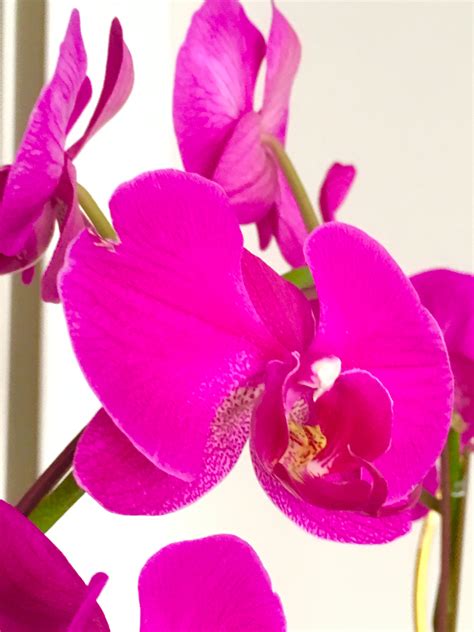 Paling Keren 28 Download Gratis Gambar Bunga Anggrek Gambar Bunga Hd
