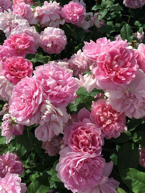 A Cluster Of Old Fashioned Pink Roses Flowers Shade Flowers