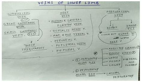veins of lower limb flow chart