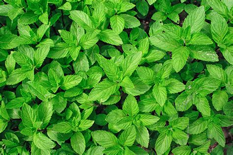 Mint Varieties Growing Conditions And Care Seasol