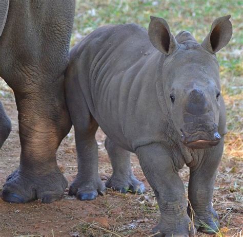 Pin On Rhinocerus Hippo