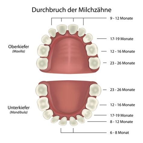 Sowohl die milchzähne als auch die bleibenden zähne sind schon vor der geburt des kindes im kiefer angelegt. Milchzähne: In dieser Reihenfolge kommen sie - urbia.de