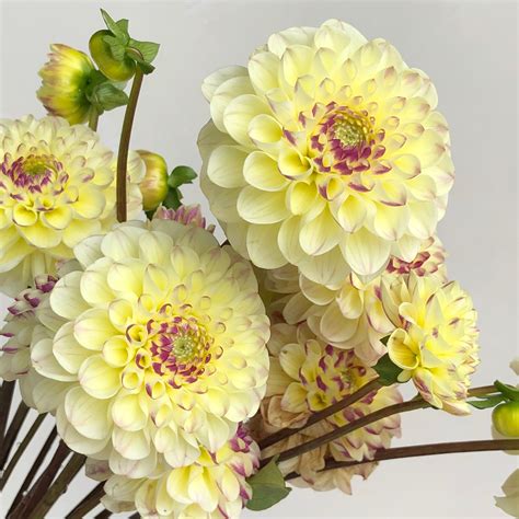 Comprehensive Dahlia Variety Guide By Color