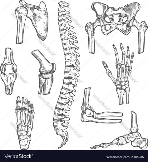 Sketch Icons Of Human Body Bones And Joints Vector Image