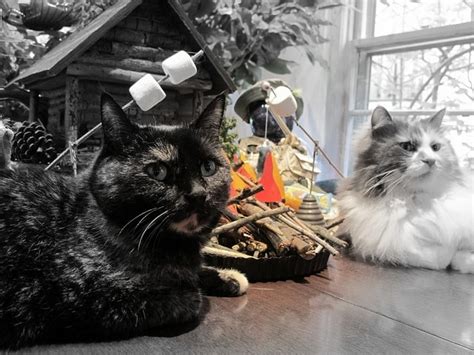 For a cat with swag. Can cats eat marshmallows: is having it safe for them?