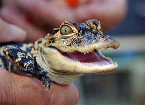 Baby Alligator Baby Alligator Cute Reptiles Smiling Animals