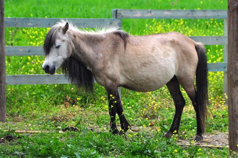 skyrian horse skyros pony robert wallace flickr