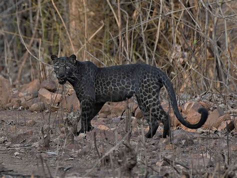 Black Leopards Instagram When The Wild World Beckons San Diego Zoo