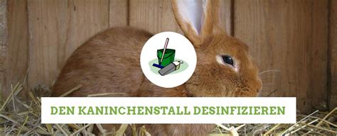 Allgemeines forum im bereich chinchillas und degus; Kaninchenstallwelt Blog - Damit es deine Kaninchen gut haben