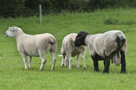 Preparing For The Breeding Season On Sheep Farms Agriland