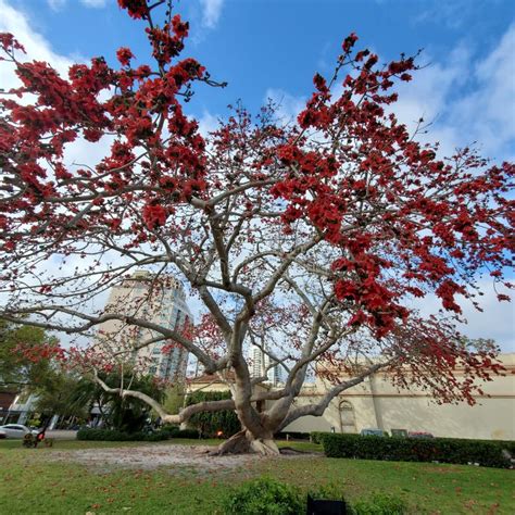 Red Flowers Blooming On A Tree In Florida Editorial Image Image Of