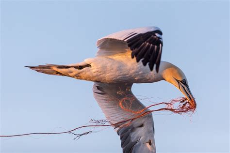 Plastic Pollution Affecting Wildlife At An All Time High