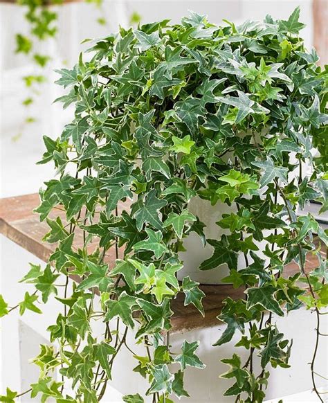 Best Plants That Reduce Humidity Indoors Ivy Plant Indoor Ivy