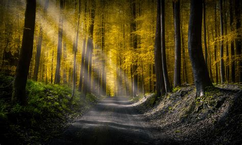 Forests Roads Rays Of Light 5k Wallpaperhd Nature Wallpapers4k
