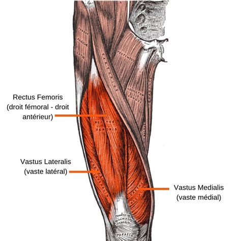 Muscle Quadriceps Physiostudent