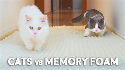 Can Munchkin Cats Walk On Memory Foam Mat Youtube