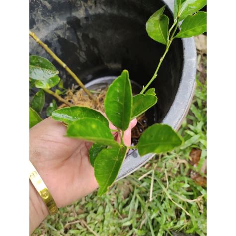 Grafted Sweet Sugar Kiat Kiat For Citrus Collectors Shopee Philippines