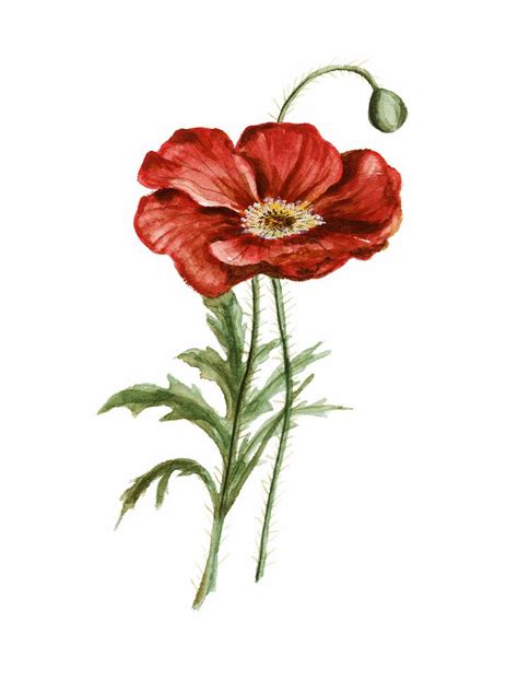 Red Poppy Watercolor Print Shealeenlouise Flower Painting Canvas