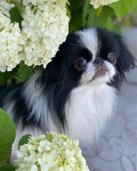 15 Interesting Facts About Japanese Chin Japanese Chin Popular