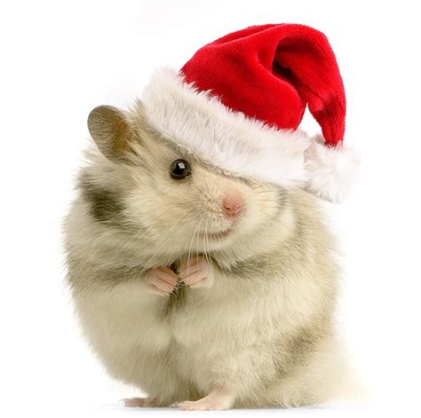 Hamster In A Hat Wuvely Christmas Animals Christmas Hamster Funny