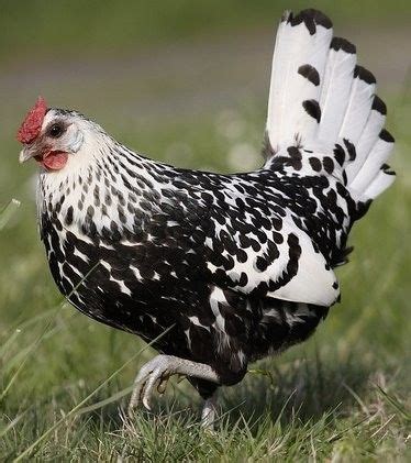 Silver Spangled Hamburg Chicken Chicks For Sale Cackle Hatchery