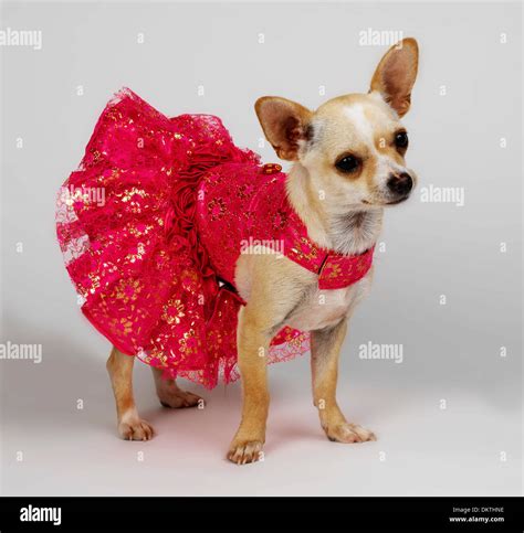 Chihuahua Wearing A Dress Stock Photo Alamy