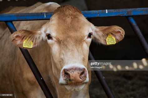 Close Up Of Guernsey Cow With Yellow Tags In Ears High Res Stock Photo