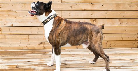Boxer Dog Breed Information The Ultimate Guide Breed Advisor