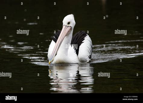 An Australian Pelican Pelecanus Conspicillatus Stock Photo Alamy
