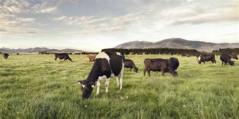 Dairy Farming In New Zealand Nzs Dairy Industry Lic International