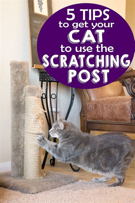 5 Tips To Get Your Cat To Use The Scratching Post Cat Scratching Post