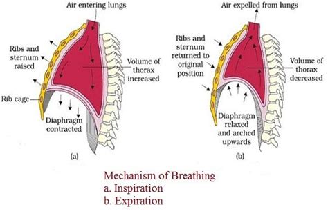 Breathing Pattern Disorder Respiratory Medical