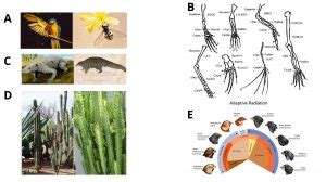 Comparative anatomy is a study of the differences and similarities in the anatomy of two species. Convergent evolution Definition and Examples - Biology ...