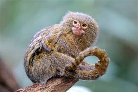 The Cutest Tiny Animals From Around The World Readers Digest
