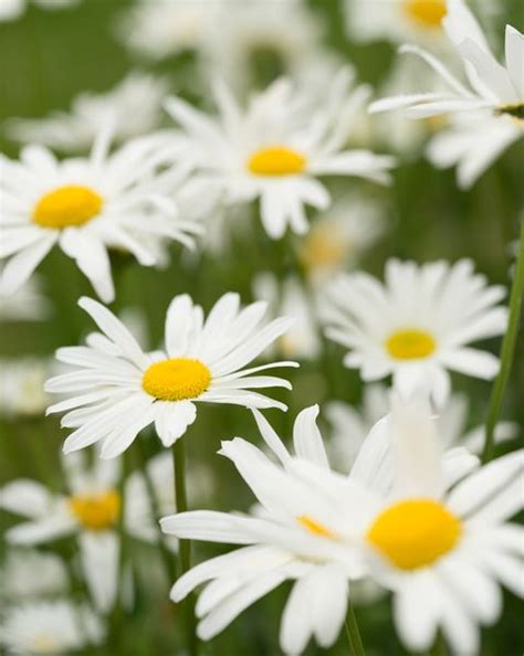 25 Colorful Types Of Daisies Daisy Varieties For Your Garden