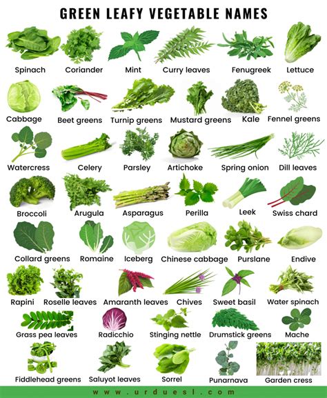 Top 20 Types Of Greens With Pictures