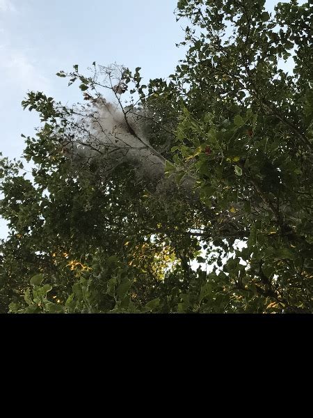 Up at cheescoate mountain again yesterday.same old stuff as usual, nothing inspiring til i walked back to my car and saw all these nests in a tree. Report #2207 - Report: fall webworm