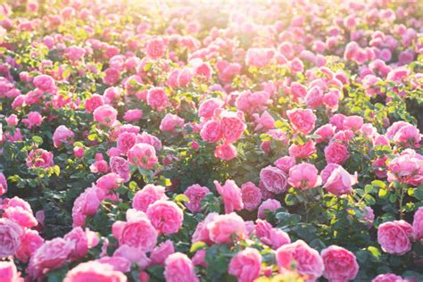 Rose Garden Stock Photos Pictures And Royalty Free Images Istock