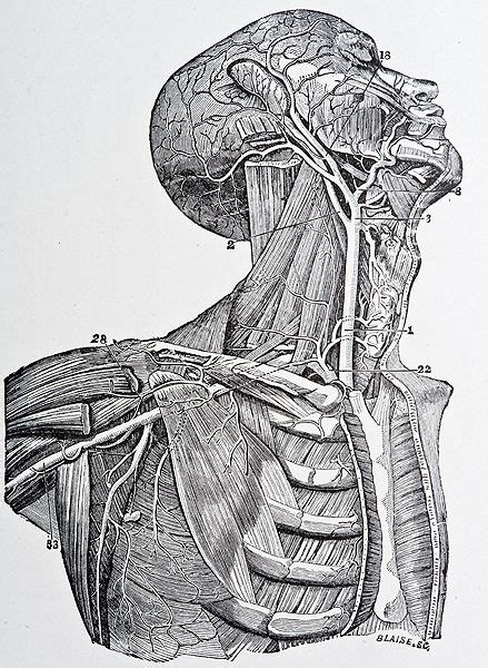 Illustration From Grays Anatomy Copyright 1872 Anatomy Art Human