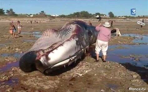 Comment S Appelle La Femelle De La Baleine - Le cadavre d’une baleine de 20 mètres s’échoue sur une plage de l