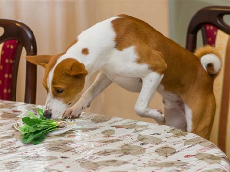 Can cats eat raw fish? Can Dogs Eat Spinach | Organic Facts