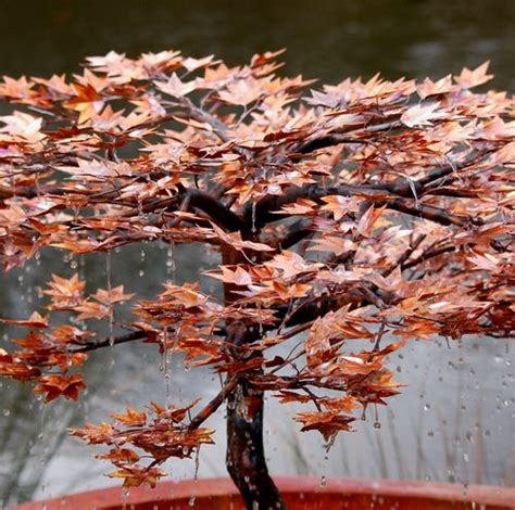 Japanese Maple Close Copper Tree Water Feature Malibu Fountains