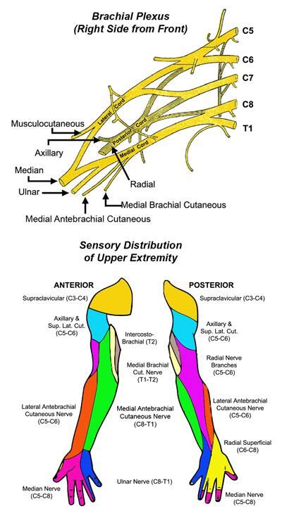 Nerves Center For Thoracic Outlet Syndrome Washington University In
