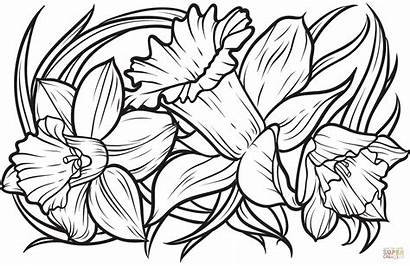 Daffodil Coloring Clipart Pages Printable Flower Drawing