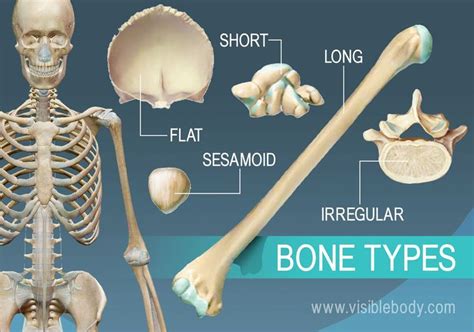 The Bones Are Labeled In This Diagram And There Is Also An Image Of What They Look Like