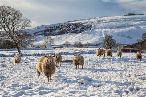 Sheep In Snow Free Stock Photo Public Domain Pictures