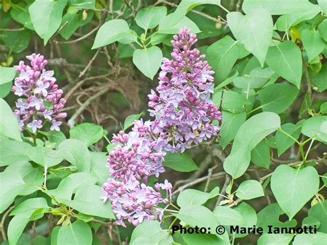 Growing And Caring For Lilac Bushes