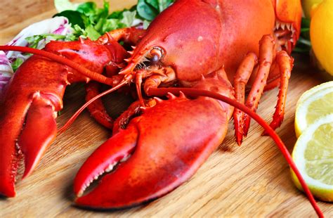 Strong Lobster Season In 2015 Globefish Food And Agriculture
